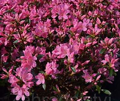 Azalea japonica 'Mme van Hecke'