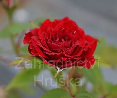 Rosa Dark Red