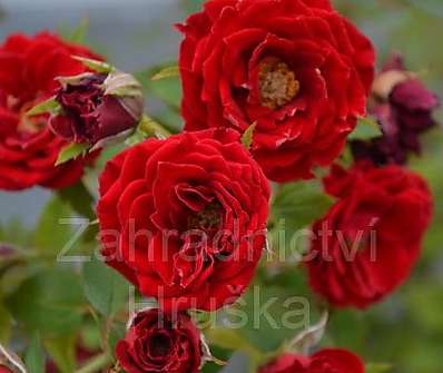 Rosa Dark Red