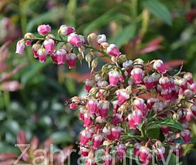 Pieris japonica 'Valley Valentine'
