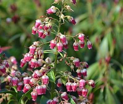 Pieris japonica 'Valley Valentine'