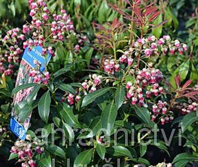 Pieris japonica 'Valley Valentine'