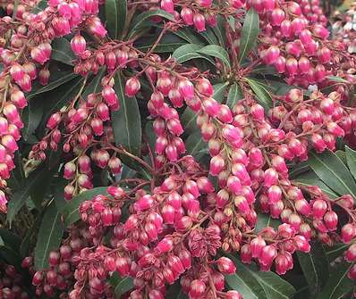 Pieris japonica 'Valley Valentine'