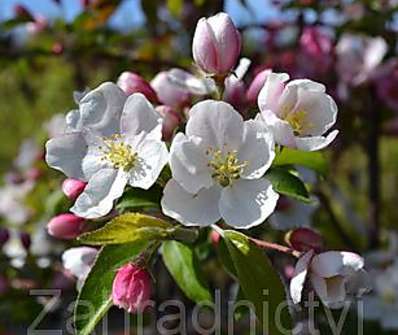 jabloň - Malus 'Profesor Sprenger'