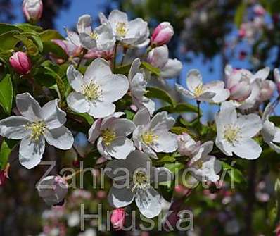 jabloň - Malus 'Profesor Sprenger'