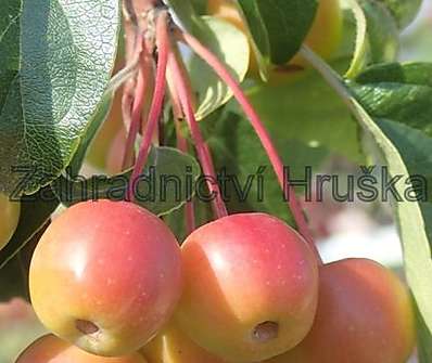 jabloň - Malus 'Profesor Sprenger'