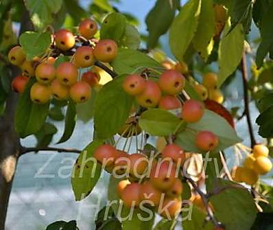 jabloň - Malus 'Profesor Sprenger'