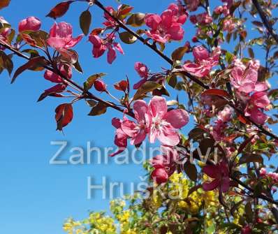 jabloň - Malus 'Rudolph'