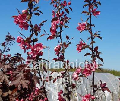jabloň - Malus 'Rudolph'