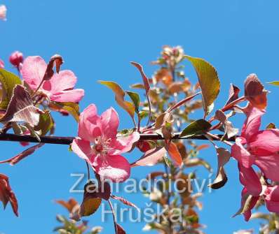 jabloň - Malus 'Rudolph'