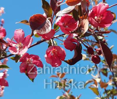 jabloň - Malus 'Rudolph'