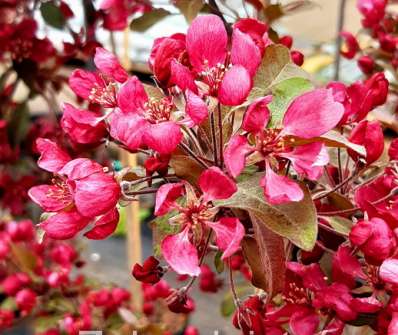jabloň - Malus 'Rudolph'