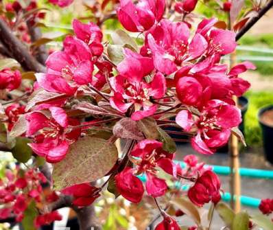 jabloň - Malus 'Rudolph'