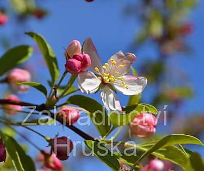 jabloň - Malus 'Toringo'