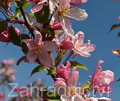 jabloň - Malus 'Red Obelisk'