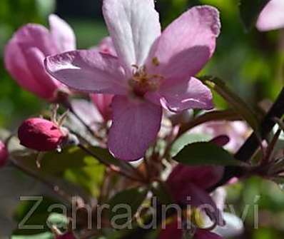 jabloň - Malus 'Red Obelisk'