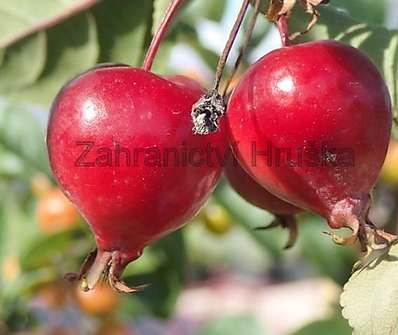 jabloň - Malus 'Red Obelisk'
