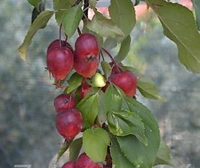 jabloň - Malus 'Red Obelisk'