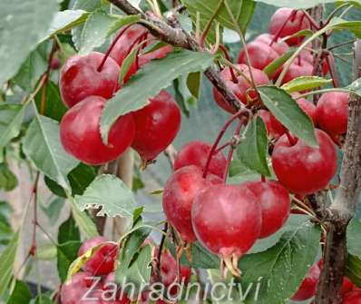 jabloň - Malus 'Red Obelisk'