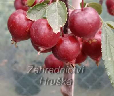 jabloň - Malus 'Red Obelisk'