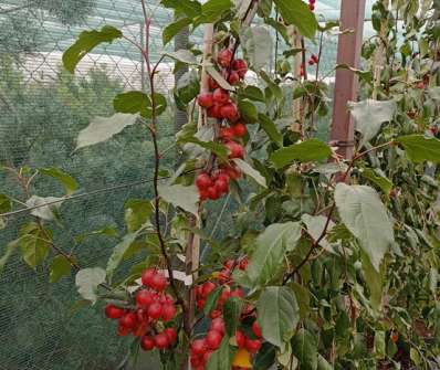 jabloň - Malus 'Red Obelisk'