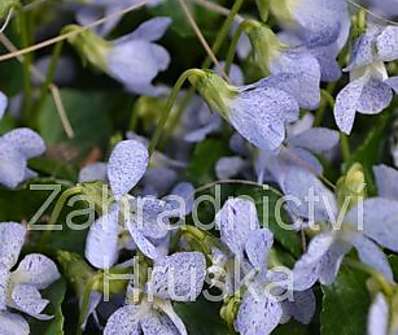 Viola sororia Freckles