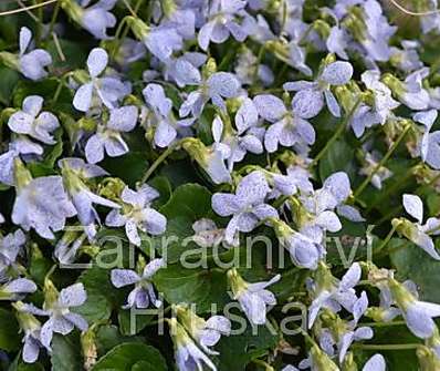 Viola sororia Freckles