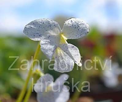 Viola sororia Freckles