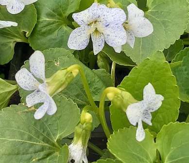 Viola sororia Freckles