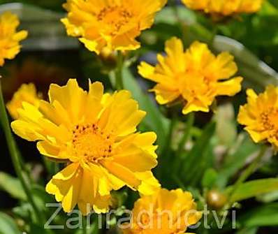 Coreopsis grandiflora Presto