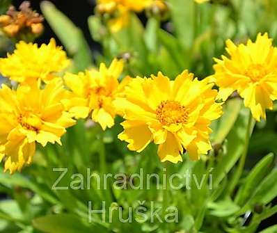 Coreopsis grandiflora Presto