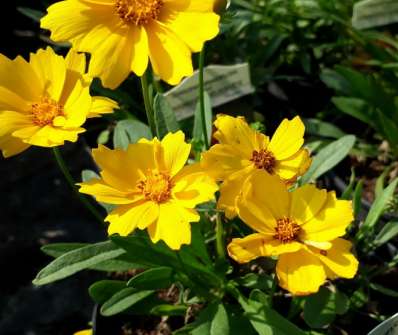 Coreopsis grandiflora Presto