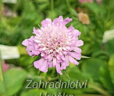 Scabiosa columbaria F. Nana Pincuschion Pink