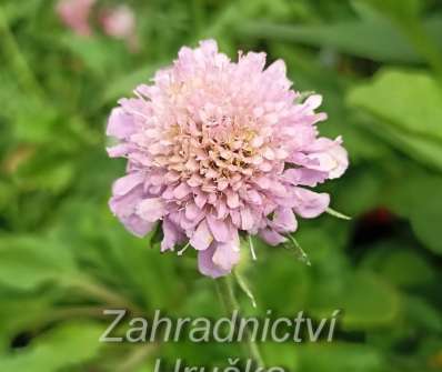 Scabiosa columbaria F. Nana Pincuschion Pink