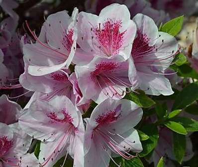 Azalea japonica 'Occchio di pernice'