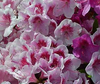 Azalea japonica 'Occchio di pernice'