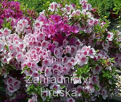 Azalea japonica 'Occchio di pernice'