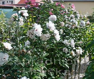 ibišek - Hibiscus syriacus KM