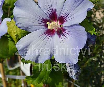 ibišek - Hibiscus syriacus KM