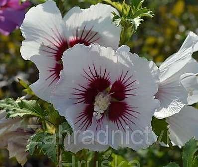 ibišek - Hibiscus syriacus KM