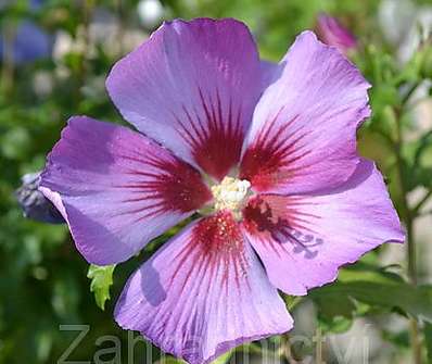 ibišek - Hibiscus syriacus KM