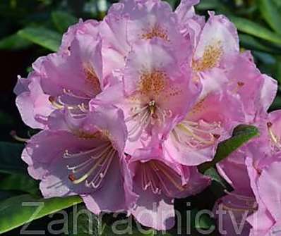 Rhododendron 'Scintilation'