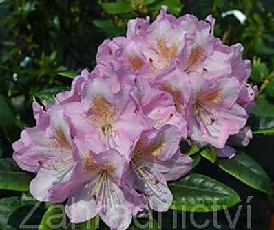 Rhododendron 'Scintilation'