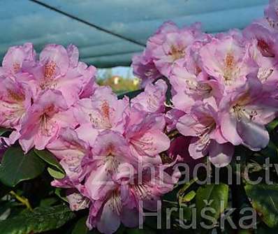 Rhododendron 'Scintilation'
