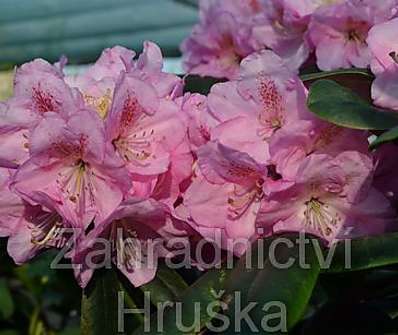 Rhododendron 'Scintilation'