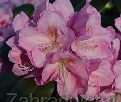 Rhododendron 'Scintilation'