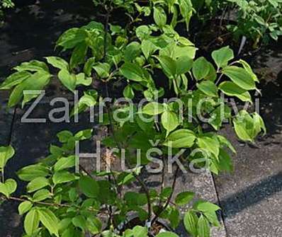 heptakodium - Heptacodium miconioides