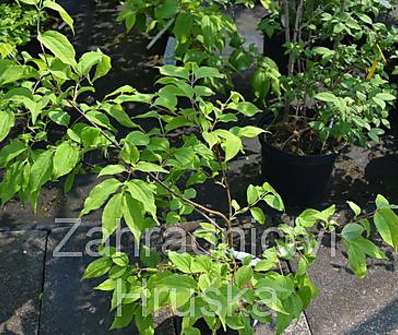 heptakodium - Heptacodium miconioides