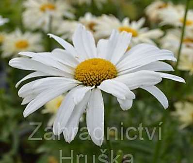 Leucanthemum maximum Polaris