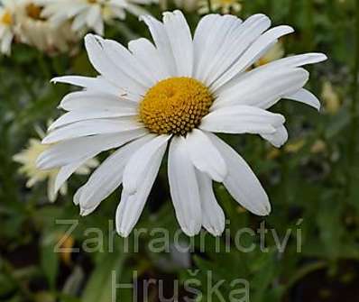 Leucanthemum maximum Polaris